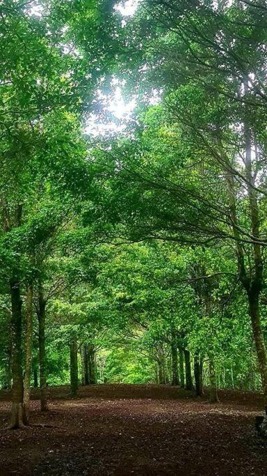 Hospedaje Finca Agroturistica Dona Rufa Rio Sereno Ngoại thất bức ảnh