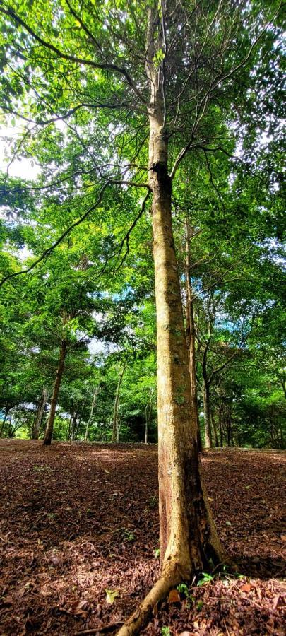 Hospedaje Finca Agroturistica Dona Rufa Rio Sereno Ngoại thất bức ảnh